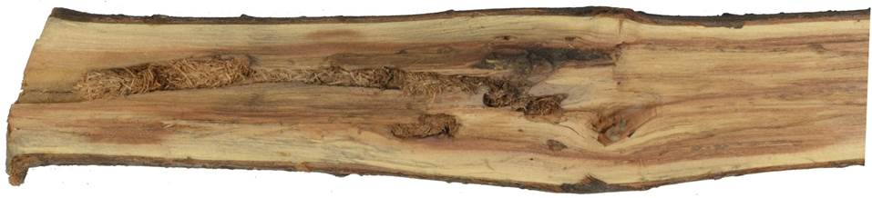 Pd CZ Salix caprea.JPG